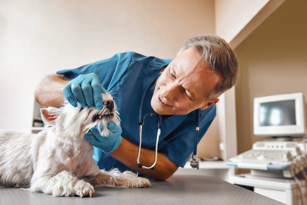 Best Weekend Emergency Dentist in Rockland, ME